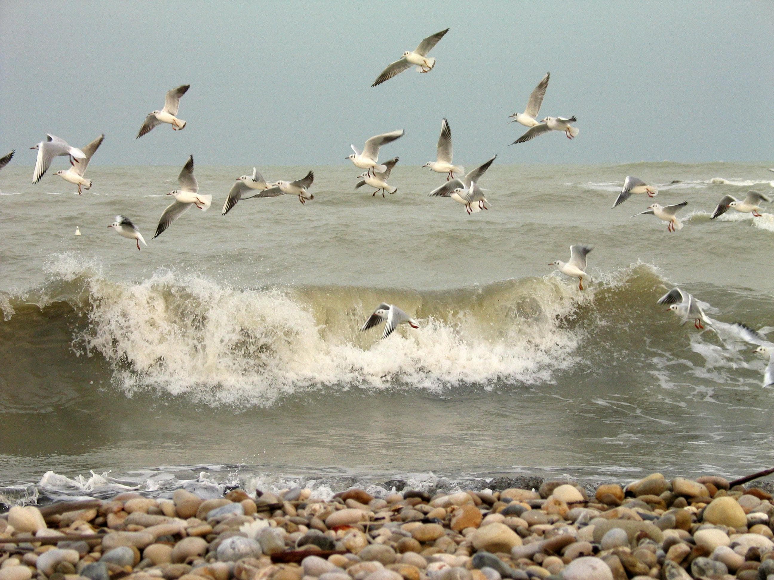 A flock of seagulls flying over crashing ocean waves near a pebble beach.