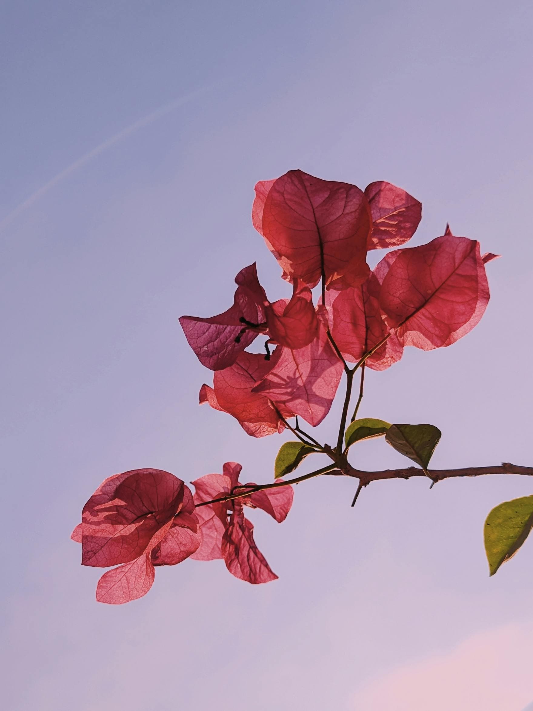 Bougainvillea