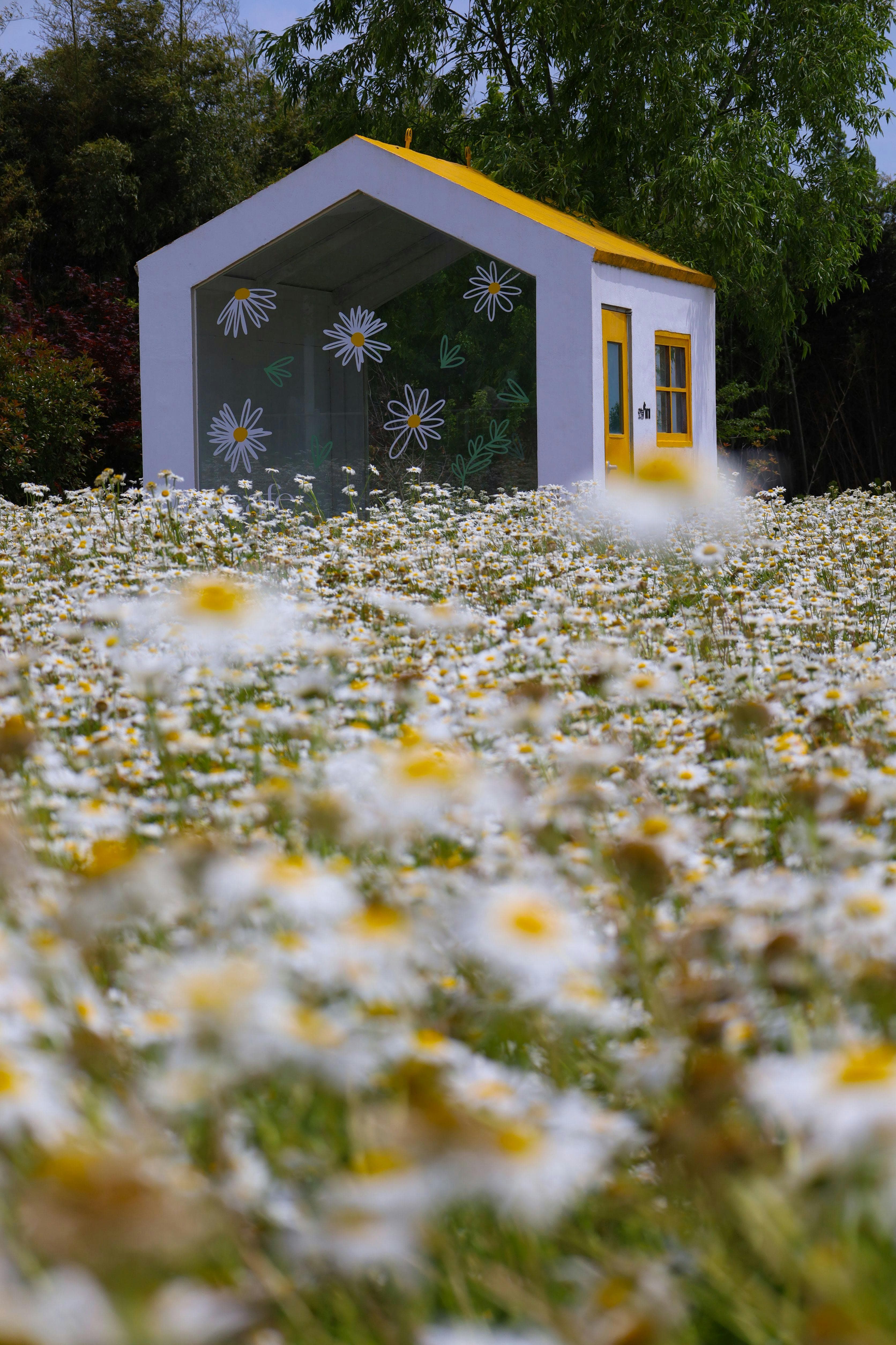 A picturesque cottage enveloped by a lush field of daisies, evoking a serene springtime ambiance.