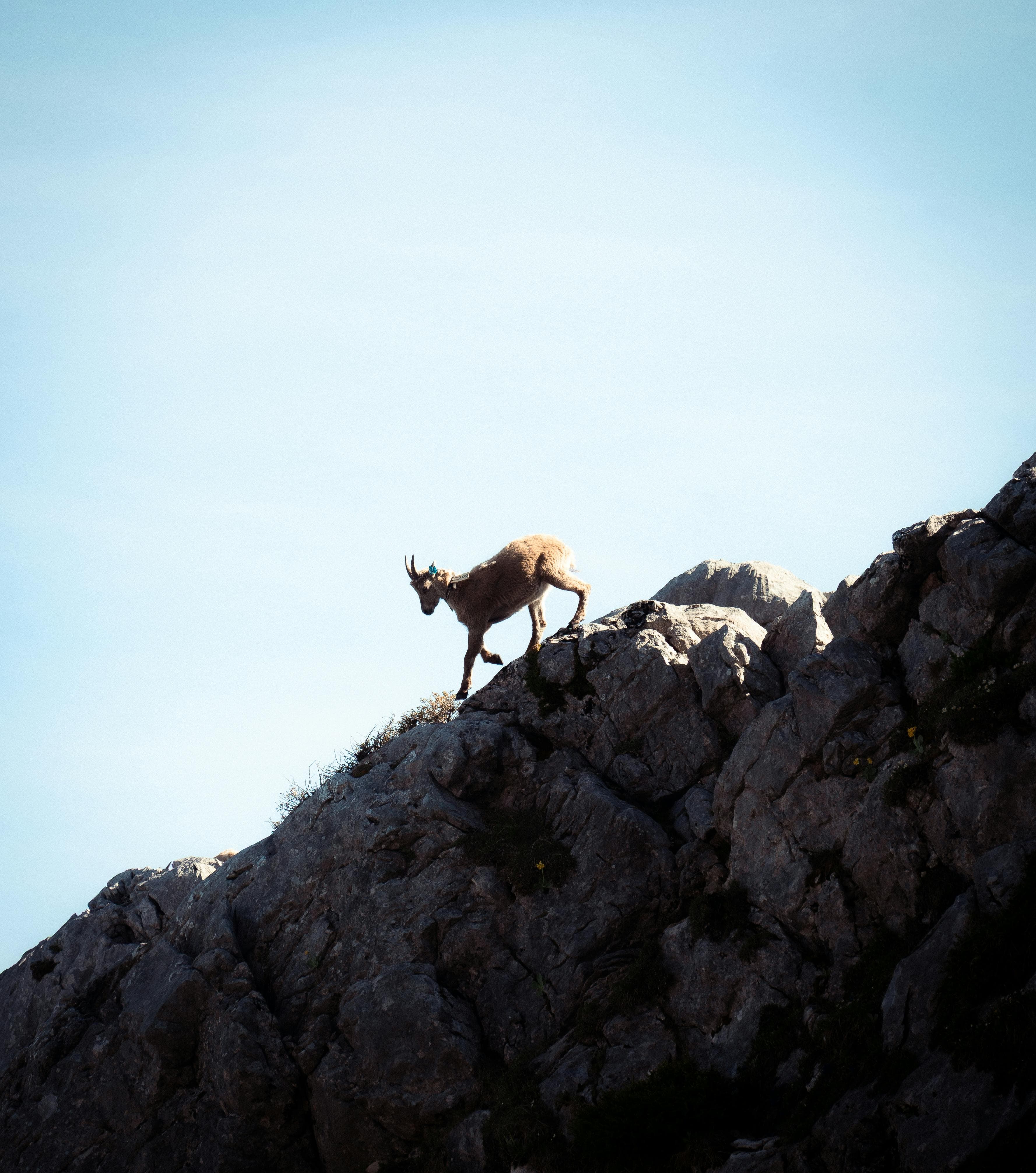 Captivating image of a mountain goat gracefully climbing a rocky cliff in Le Grand-Bornand, France.