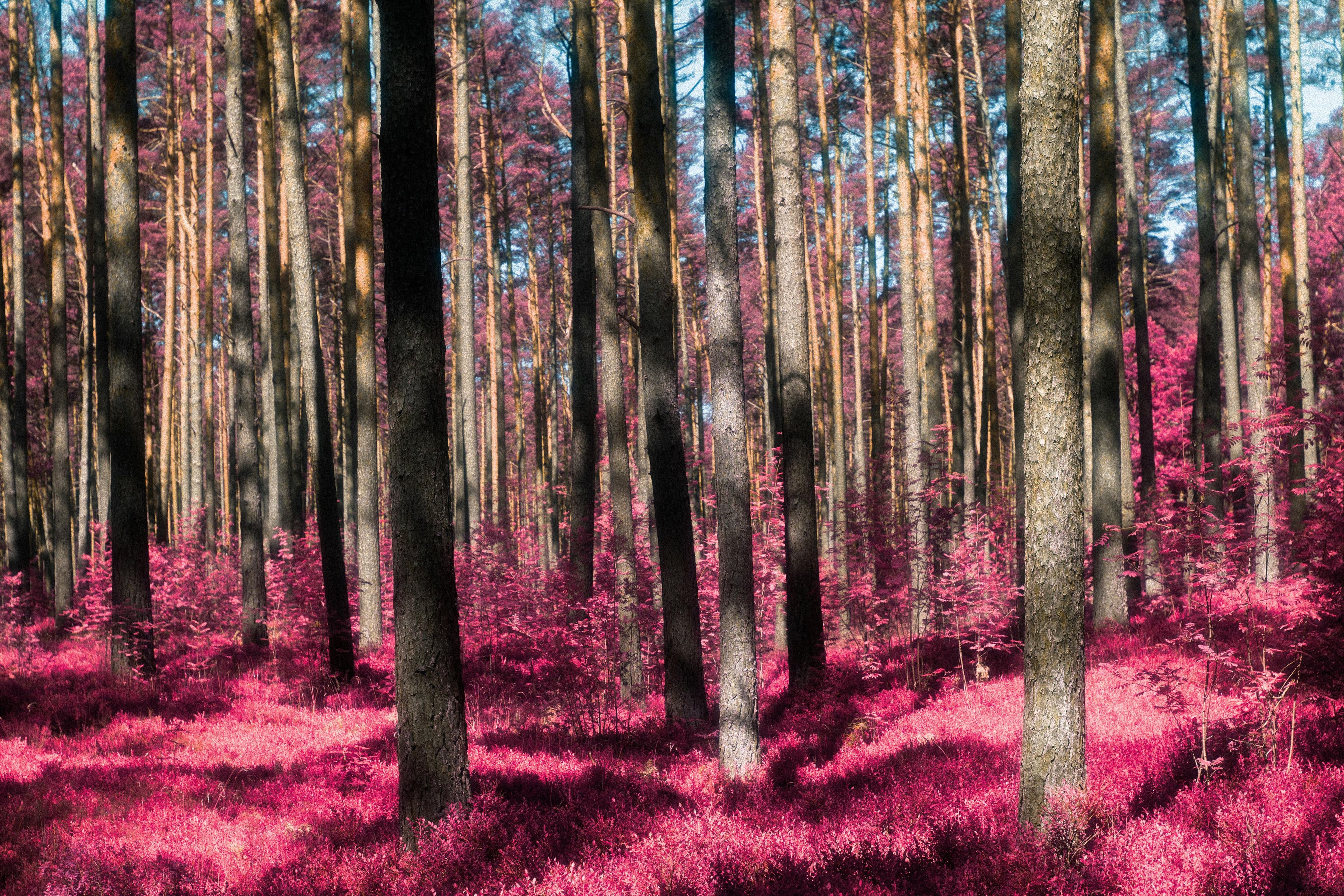 Free stock photo of forest, infrared, infrared photography