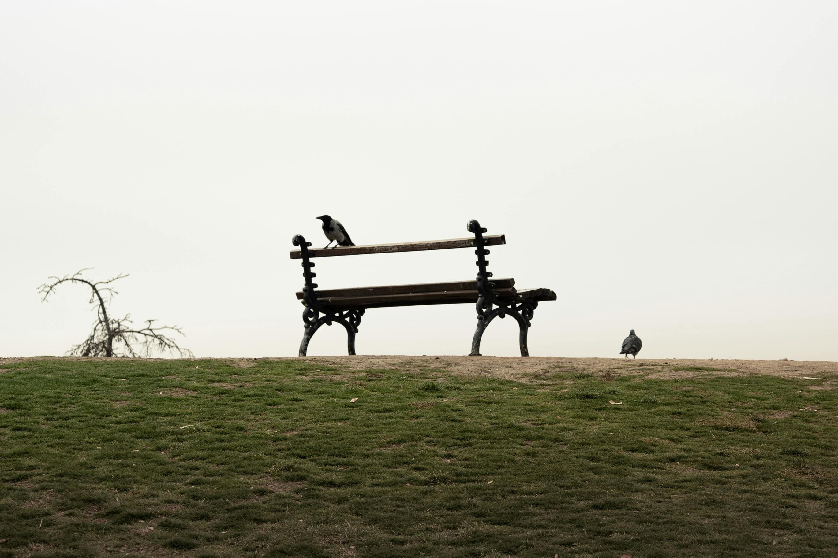 A lone bench in a park with birds perched on it under a cloudy sky.