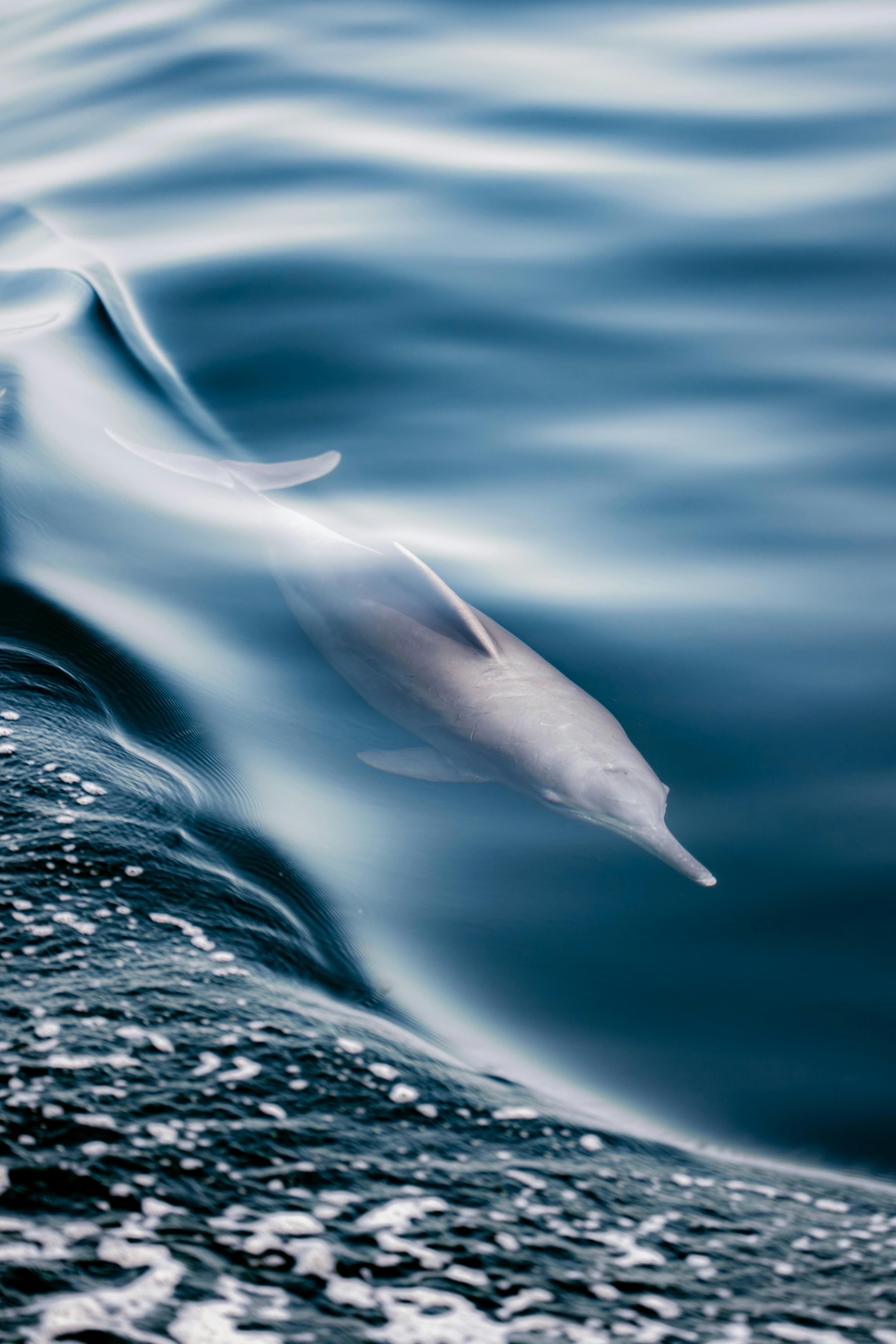 A stunning dolphin captured swimming in the clear waters of Musandam, Oman.