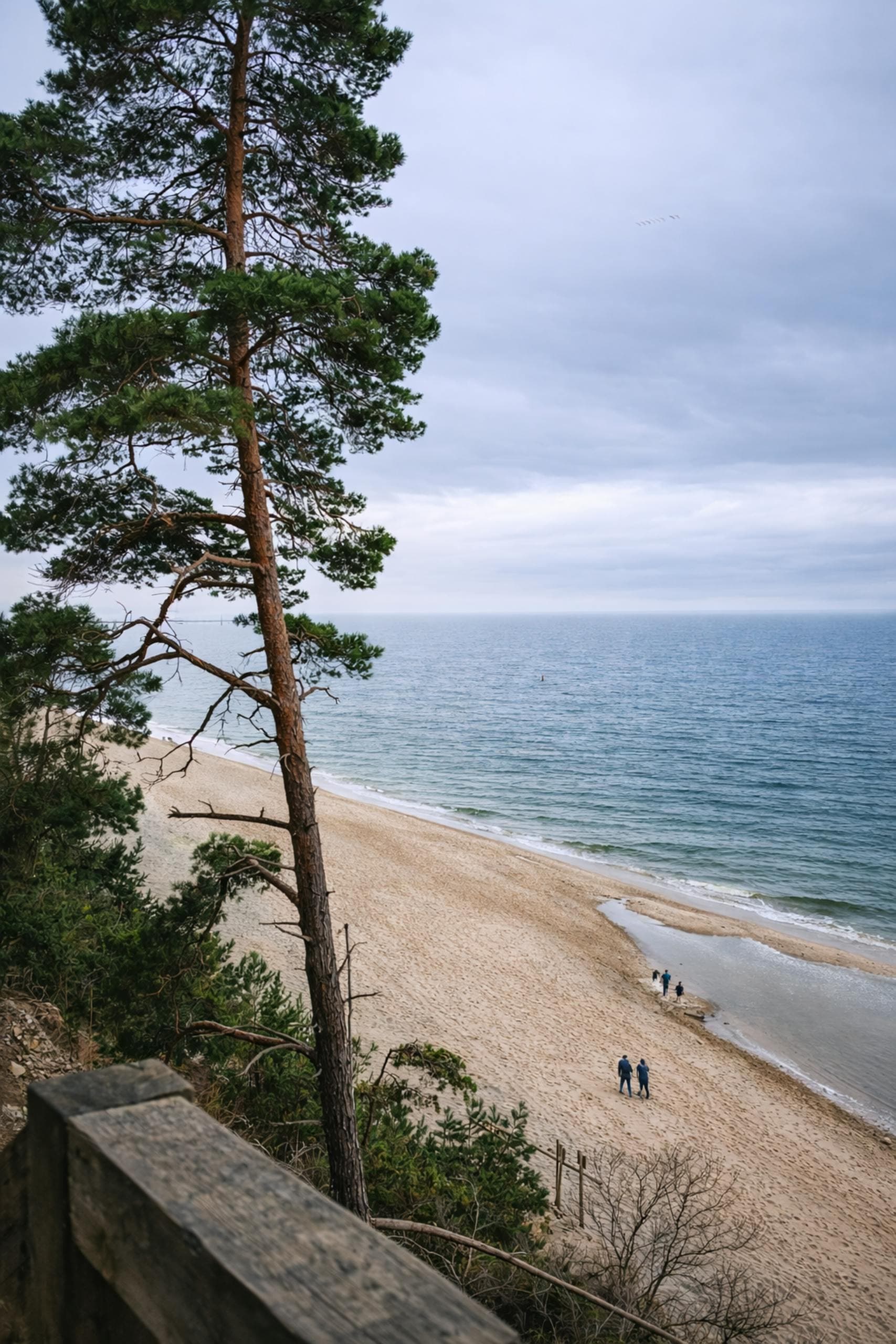 Peaceful sandy beach by the ocean with tall pine trees and distant walkers.