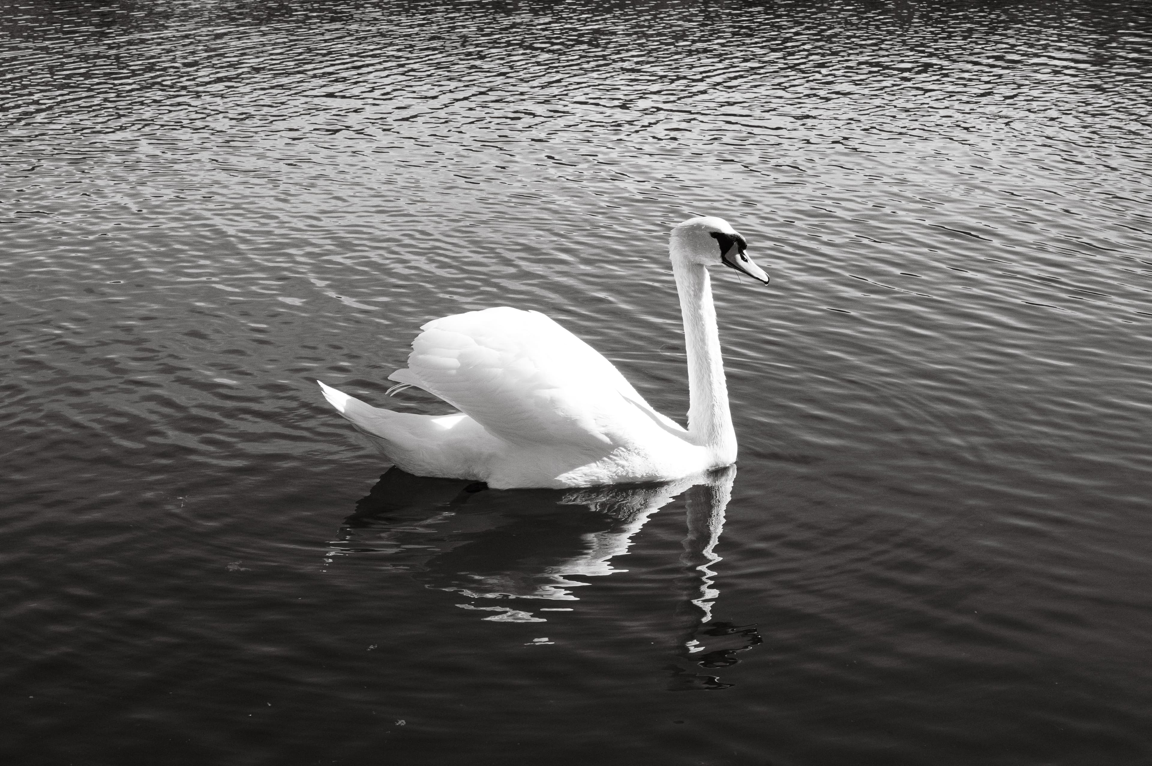 A serene mute swan glides gracefully across a still lake in Norway, beautifully captured in black and white.