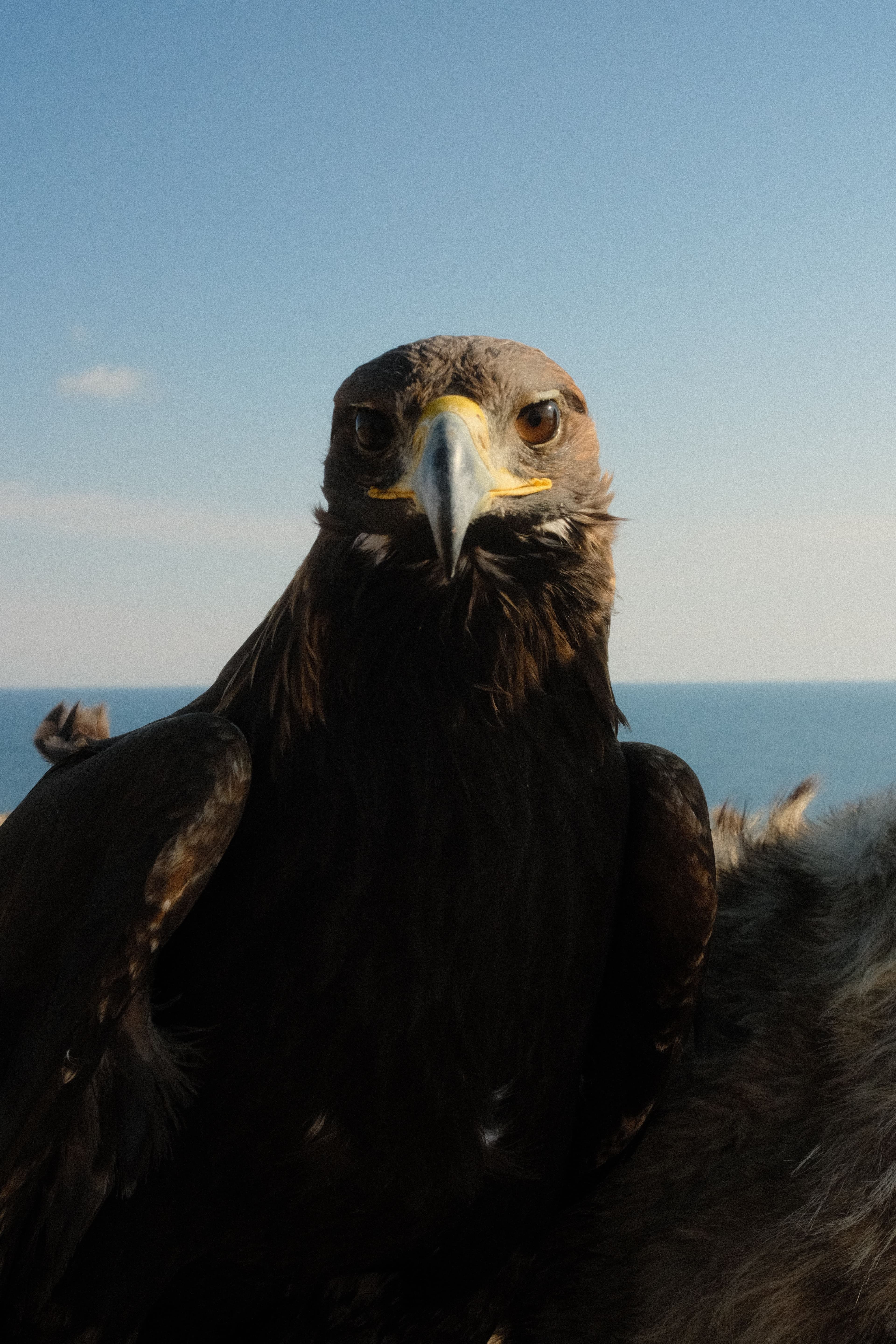 Stunning close-up shot of a golden eagle in Kyrgyzstan, showcasing its striking features and natural habitat.