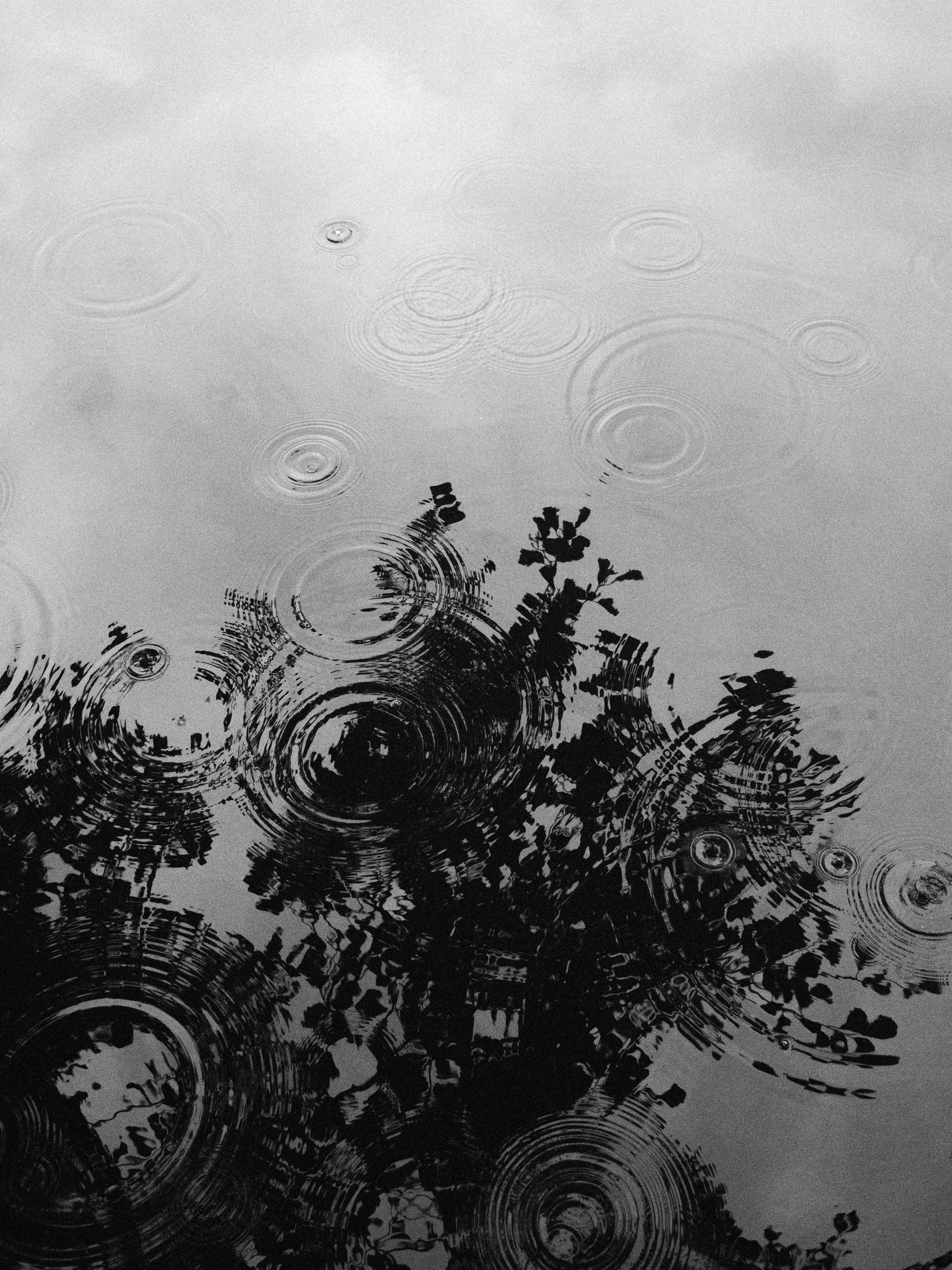 A serene black and white image capturing circular ripples on water with a silhouette reflection of foliage.