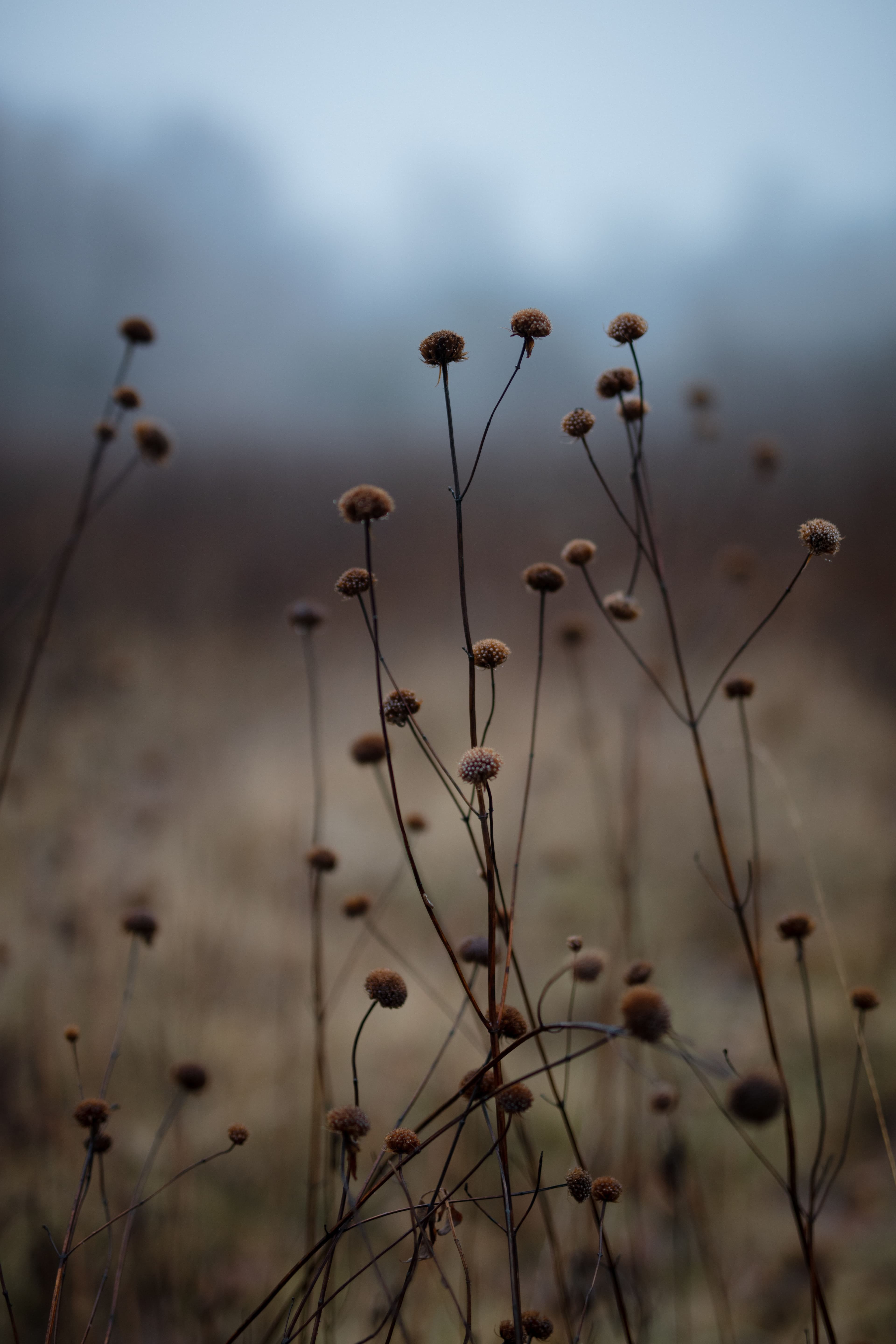 A tranquil view of dried wildflowers in a misty field during a foggy autumn morning.