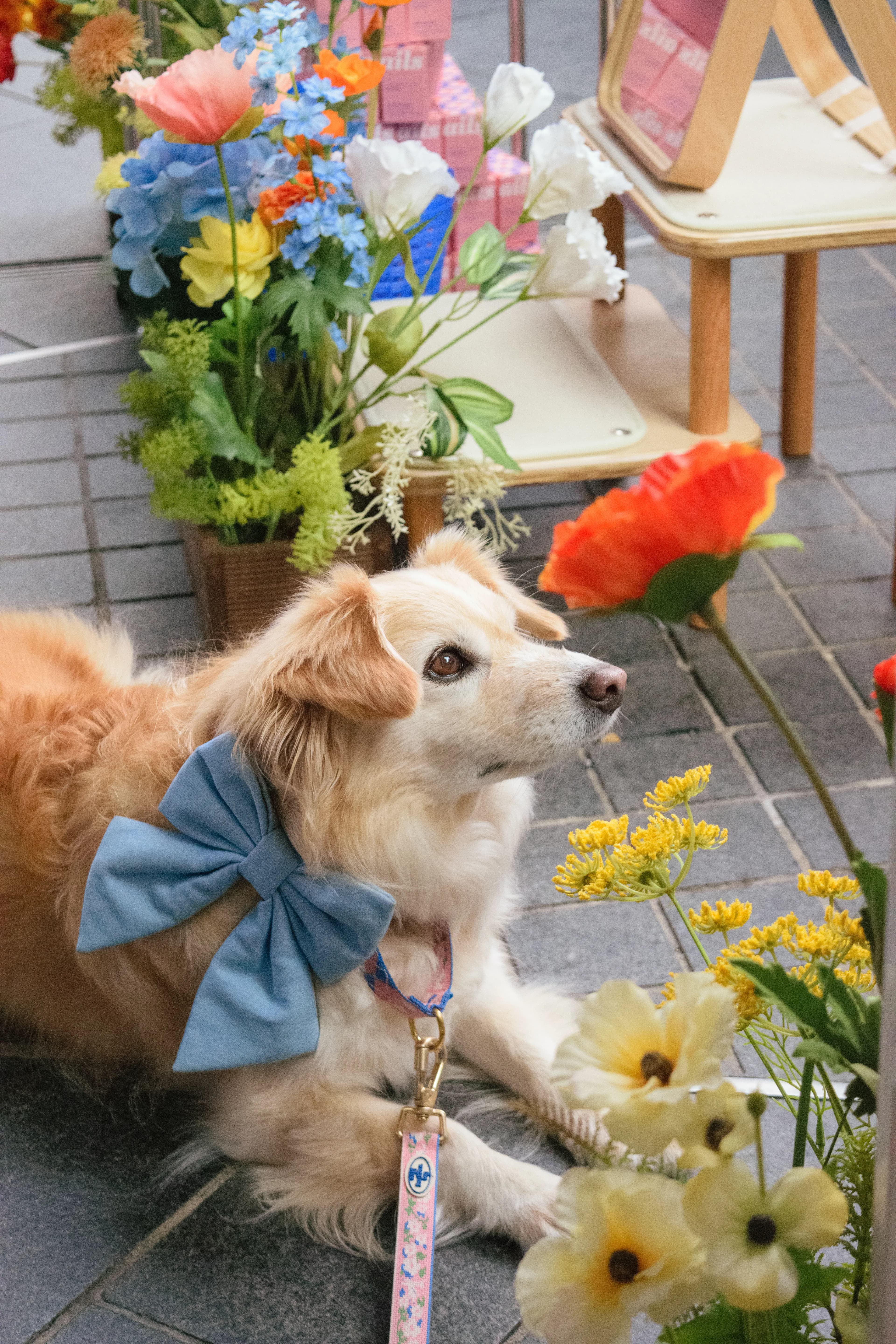 Charming fluffy dog with blue bow surrounded by vibrant flowers outdoors.