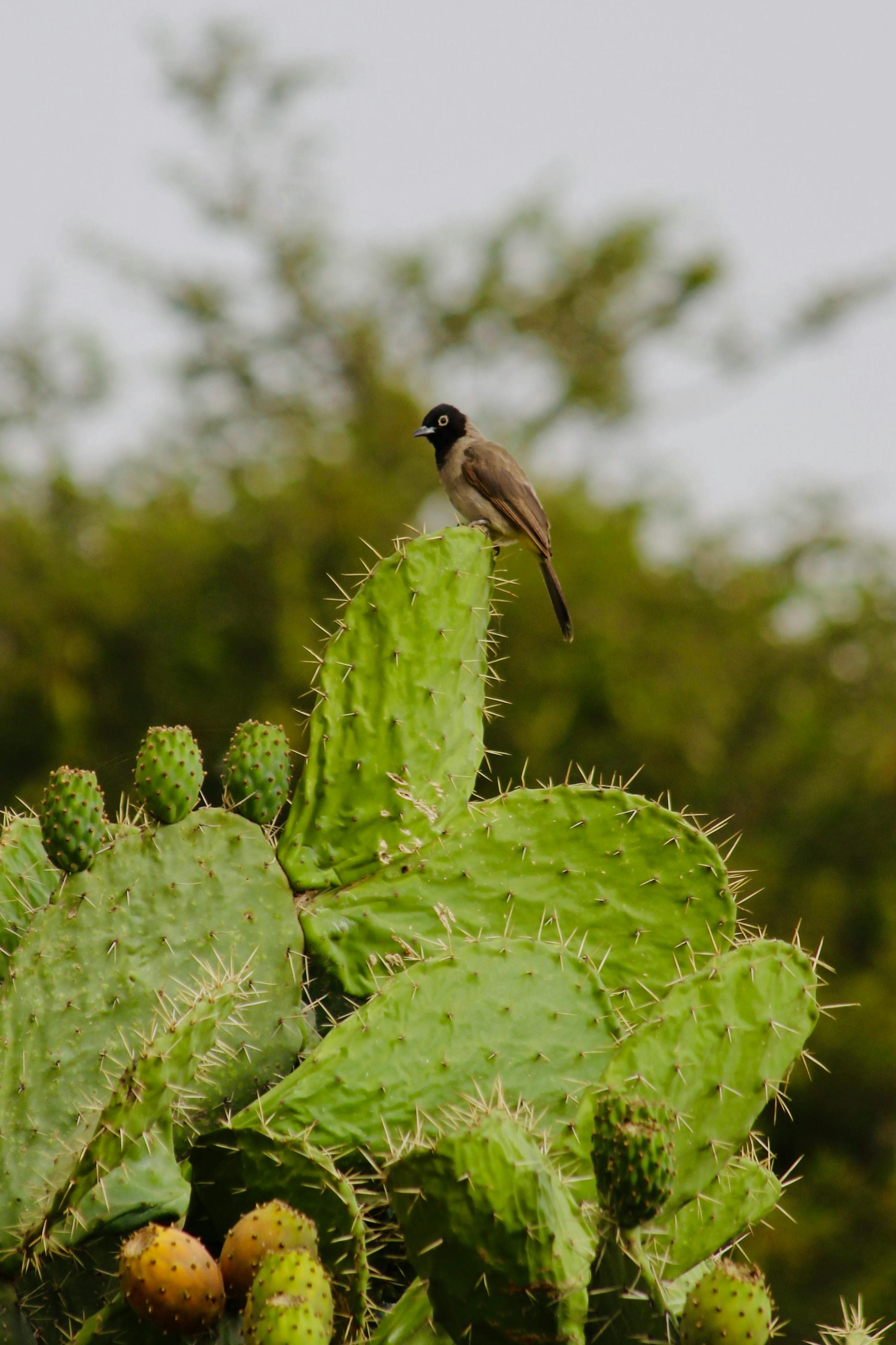 White-Spectacled Bulbul perched on a lush prickly pear cactus in natural habitat.