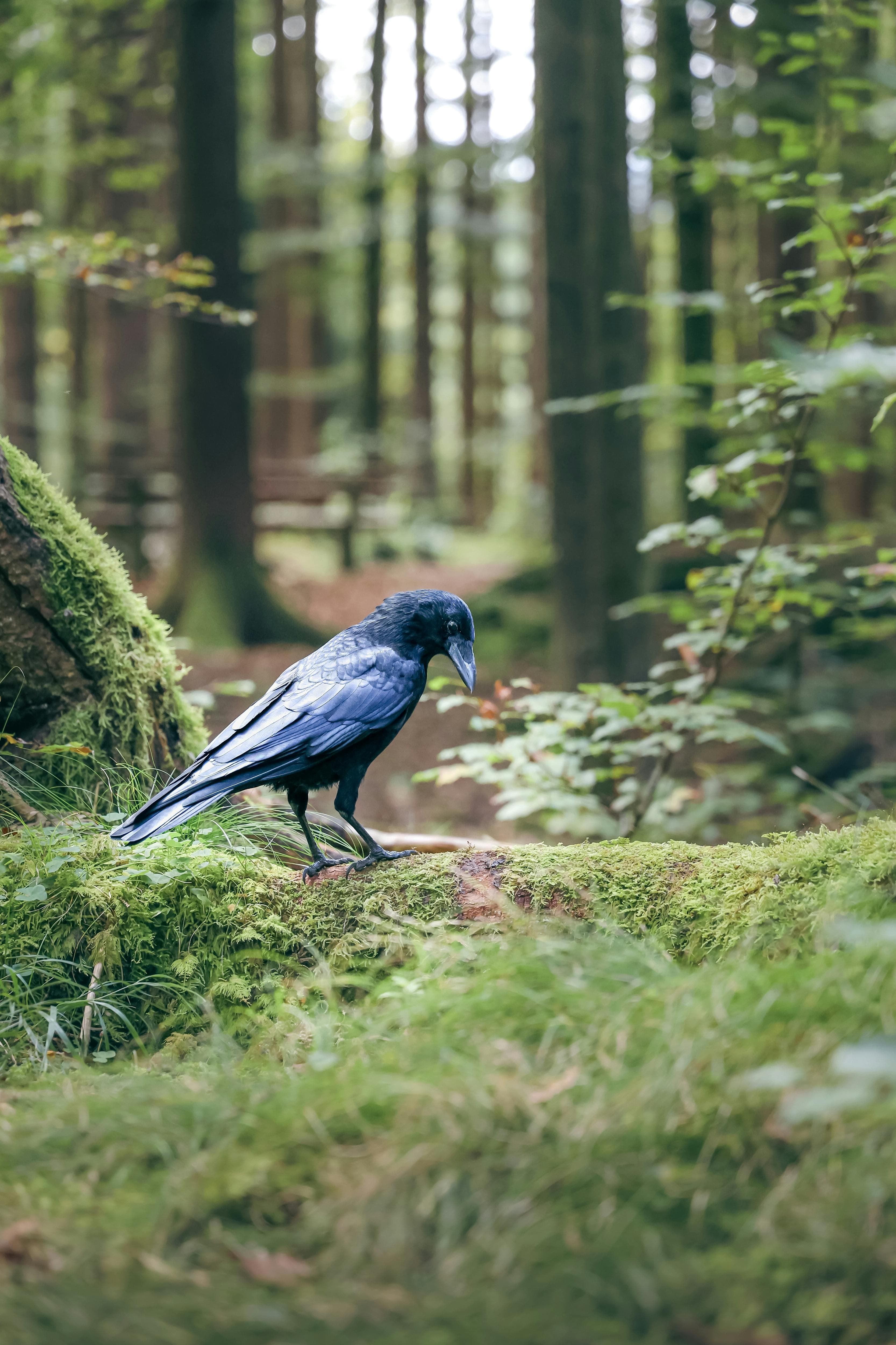 A Eurasian crow stands on mossy ground in the lush forest of Fischen im Allgäu, Germany.