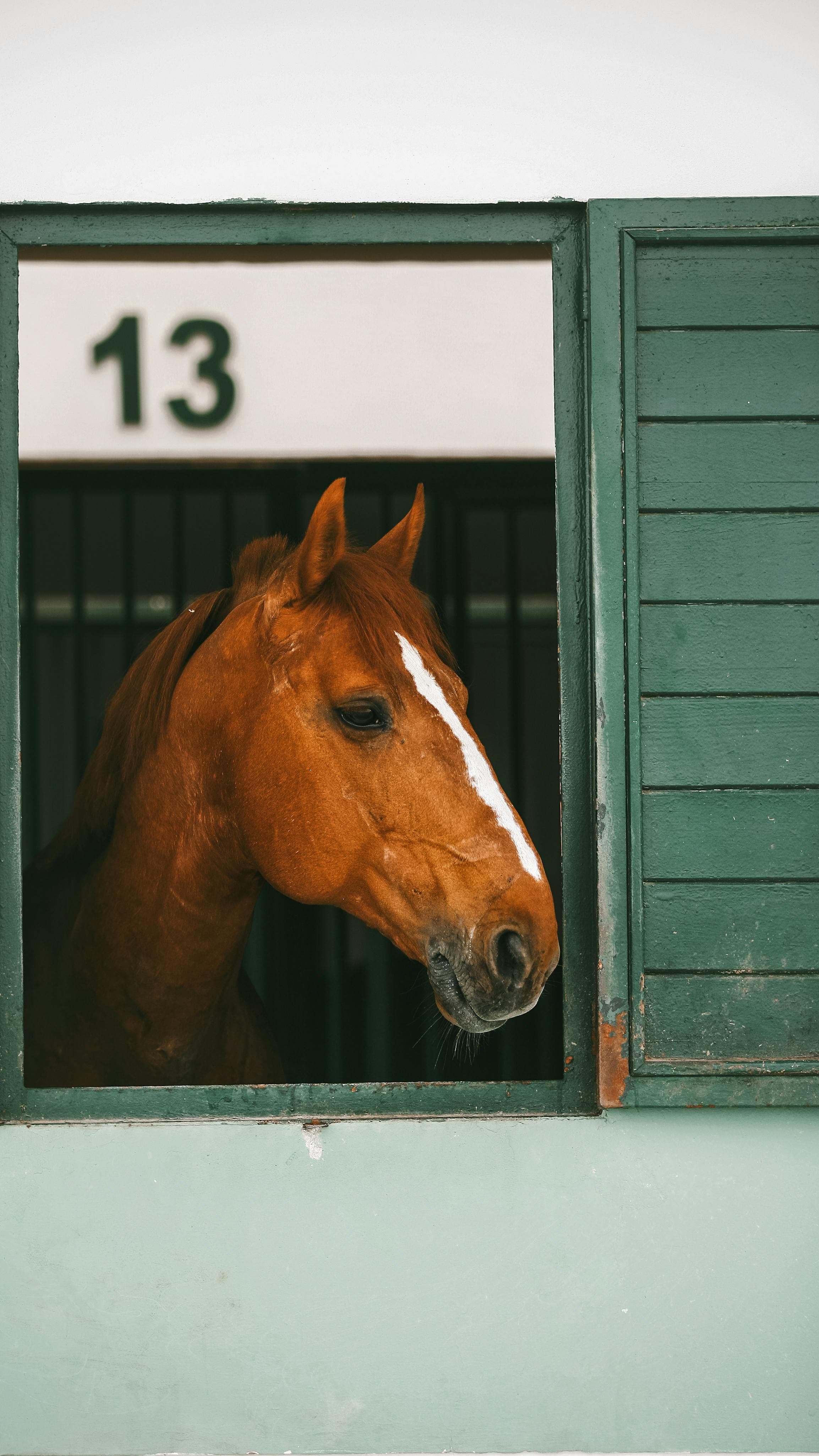 Elegant chestnut horse peering out of a stable window. Ideal for equestrian and farm themes.