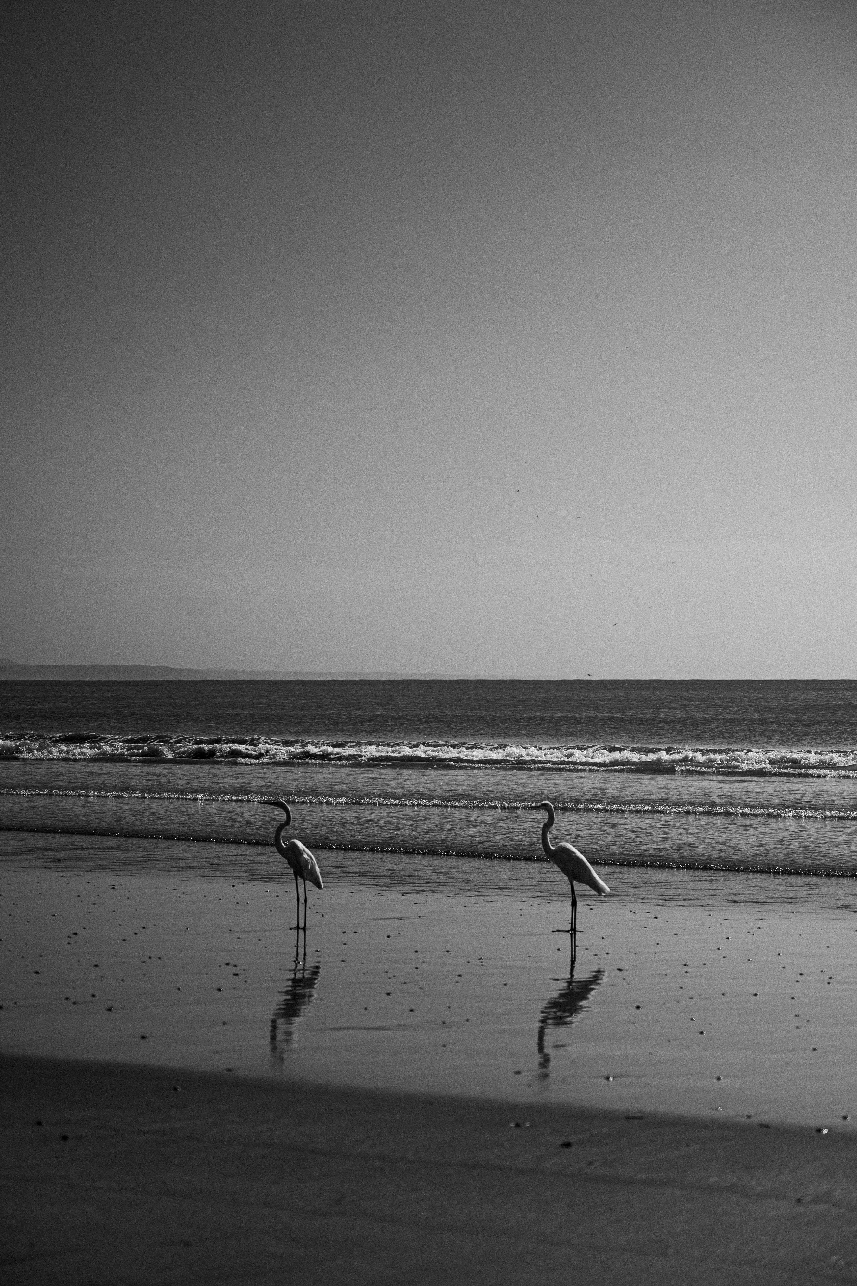 Black and white photo of flamingos on a calm beach, capturing tranquility and nature.