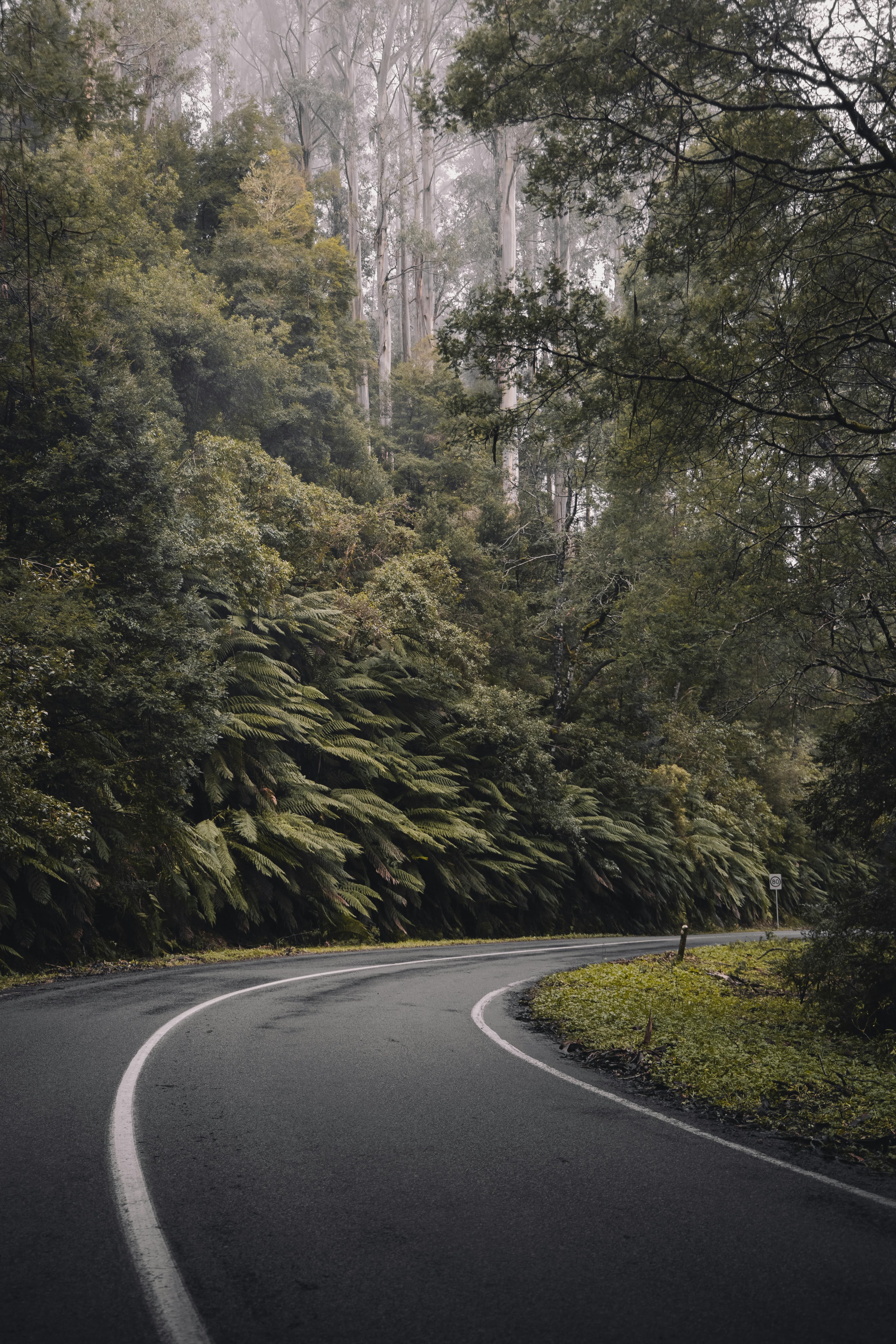 A misty, winding road through lush forests in Warburton, VIC, Australia.